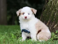 Frisky, a male Miniature Australian Shepherd for sale in Sugarcreek, OH – Photo 5 of 7