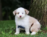 Frisky, a male Miniature Australian Shepherd for sale in Sugarcreek, OH – Photo 7 of 7