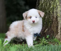 Frisky, a male Miniature Australian Shepherd for sale in Sugarcreek, OH – Photo 4 of 7