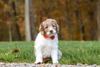 Ranger, a male Newfypoo for sale in Sugarcreek, OH – 7 of 8