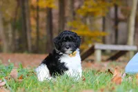 Rocky, a male Newfypoo for sale in Sugarcreek, OH – 7 of 10
