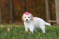 Sandy, a female Newfypoo for sale in Sugarcreek, OH – 3 of 6