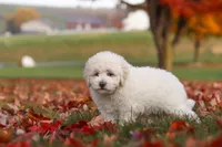 Lexi, a female Newfypoo for sale in Sugarcreek, OH – 5 of 8