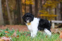 Rocky, a male Newfypoo for sale in Sugarcreek, OH – 4 of 10
