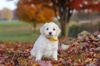 Benji, a male Newfypoo for sale in Sugarcreek, OH – 4 of 7