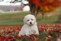 Lexi, a female Newfypoo for sale in Sugarcreek, OH – 7 of 8