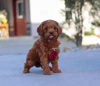 Larry, a male Cavapoo for sale in Sugarcreek, OH – Photo 8 of 8