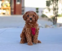 Larry, a male Cavapoo for sale in Sugarcreek, OH – Photo 4 of 8