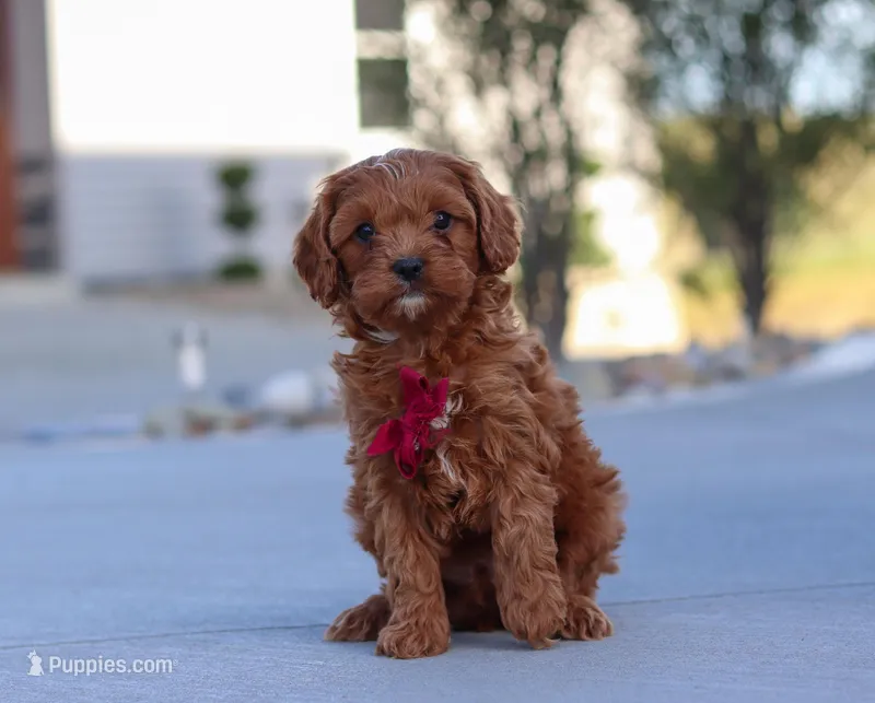 Larry, a male Cavapoo for sale in Sugarcreek, OH – Photo 1 of 8
