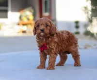 Larry, a male Cavapoo for sale in Sugarcreek, OH – Photo 7 of 8