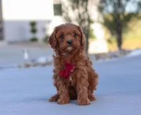 Larry, a male Cavapoo for sale in Sugarcreek, OH – Photo 2 of 8