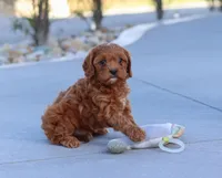 Larry, a male Cavapoo for sale in Sugarcreek, OH – Photo 6 of 8