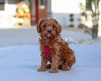 Larry, a male Cavapoo for sale in Sugarcreek, OH – Photo 5 of 8