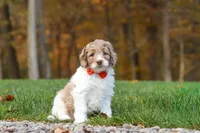 Ranger, a male Newfypoo for sale in Sugarcreek, OH – 2 of 8