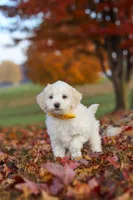 Benji, a male Newfypoo for sale in Sugarcreek, OH – 6 of 7