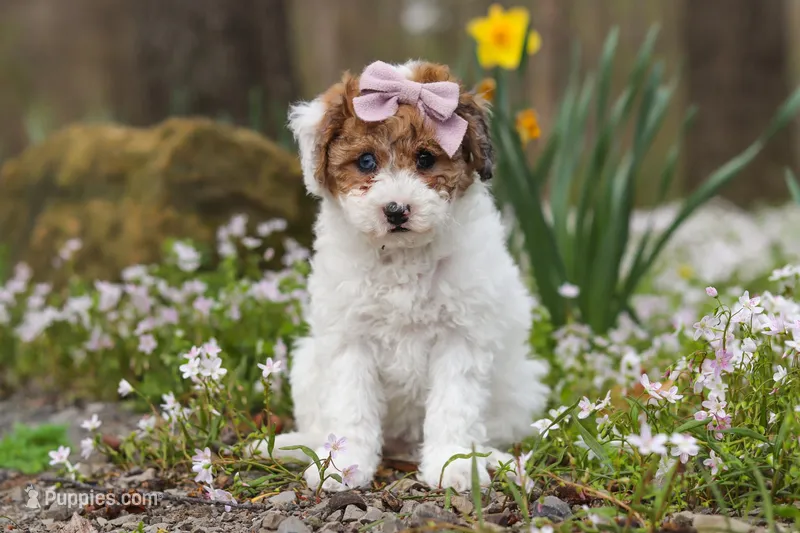 Sandy – Bichpoo puppy for sale in Sugarcreek, OH