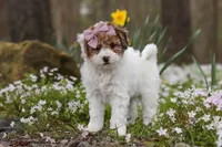 Sandy, a female Bichpoo for sale in Sugarcreek, OH – Photo 6 of 9