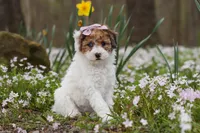 Sandy, a female Bichpoo for sale in Sugarcreek, OH – Photo 8 of 9