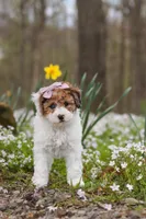 Sandy, a female Bichpoo for sale in Sugarcreek, OH – Photo 9 of 9