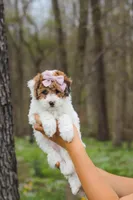 Sandy, a female Bichpoo for sale in Sugarcreek, OH – Photo 2 of 9