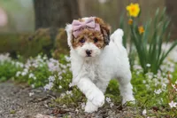 Sandy, a female Bichpoo for sale in Sugarcreek, OH – Photo 5 of 9