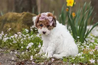 Sandy, a female Bichpoo for sale in Sugarcreek, OH – Photo 3 of 9