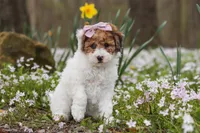 Sandy, a female Bichpoo for sale in Sugarcreek, OH – Photo 7 of 9