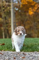 Ranger, a male Newfypoo for sale in Sugarcreek, OH – 3 of 8