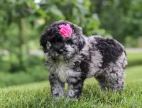 Stacy, a female Newfypoo for sale in Sugarcreek, OH – Photo 2 of 7