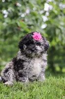 Stacy, a female Newfypoo for sale in Sugarcreek, OH – Photo 7 of 7