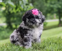Stacy, a female Newfypoo for sale in Sugarcreek, OH – Photo 3 of 7