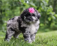 Stacy, a female Newfypoo for sale in Sugarcreek, OH – Photo 6 of 7