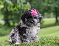 Stacy, a female Newfypoo for sale in Sugarcreek, OH – Photo 4 of 7