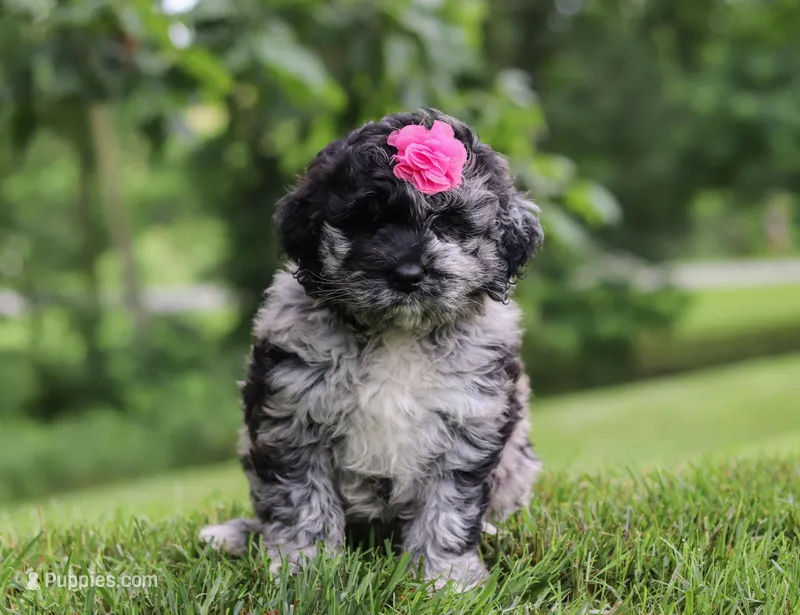 Stacy, a female Newfypoo for sale in Sugarcreek, OH – Photo 1 of 7