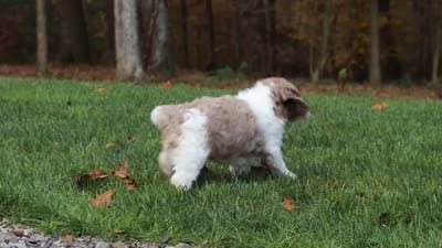 Ranger, a male Newfypoo for sale in Sugarcreek, OH – 8 of 8