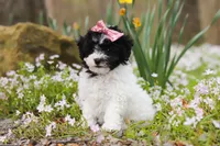 Twila, a female Bichpoo for sale in Sugarcreek, OH – Photo 4 of 7