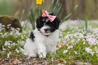Twila, a female Bichpoo for sale in Sugarcreek, OH – Photo 2 of 7