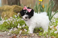 Twila, a female Bichpoo for sale in Sugarcreek, OH – Photo 3 of 7