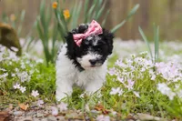 Twila, a female Bichpoo for sale in Sugarcreek, OH – Photo 7 of 7