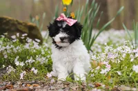 Twila, a female Bichpoo for sale in Sugarcreek, OH – Photo 1 of 7