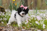 Twila, a female Bichpoo for sale in Sugarcreek, OH – Photo 6 of 7