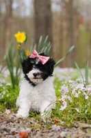 Twila, a female Bichpoo for sale in Sugarcreek, OH – Photo 5 of 7