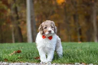 Ranger, a male Newfypoo for sale in Sugarcreek, OH – 6 of 8