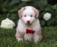 Rover, a male Miniature Australian Shepherd for sale in Sugarcreek, OH – Photo 1 of 7