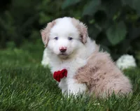 Rover, a male Miniature Australian Shepherd for sale in Sugarcreek, OH – Photo 7 of 7