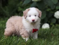 Rover, a male Miniature Australian Shepherd for sale in Sugarcreek, OH – Photo 5 of 7