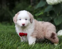 Rover, a male Miniature Australian Shepherd for sale in Sugarcreek, OH – Photo 2 of 7