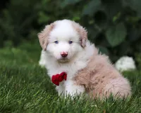 Rover, a male Miniature Australian Shepherd for sale in Sugarcreek, OH – Photo 4 of 7