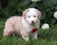 Rover, a male Miniature Australian Shepherd for sale in Sugarcreek, OH – Photo 6 of 7