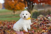 Benji, a male Newfypoo for sale in Sugarcreek, OH – 2 of 7